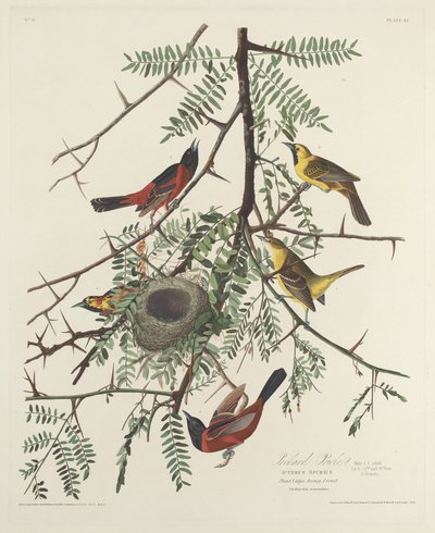 Oriole des vergers, 1828 - Robert Havell