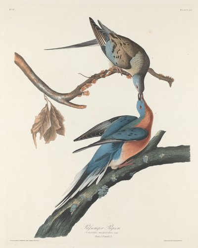 Pigeon migrateur, 1829 - Robert Havell