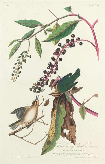 Paruline vermivore, 1828 - Robert Havell