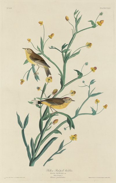 Paruline à tête jaune, 1832 - Robert Havell