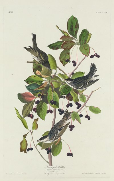 Paruline de Black-Pool - Robert Havell after John James Audubon