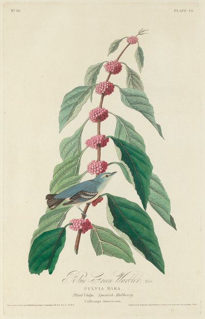 Paruline Bleu-vert - Robert Havell after John James Audubon