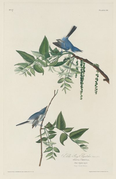 Gobemouche Bleu-Gris - Robert Havell after John James Audubon