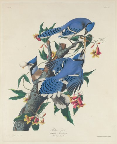 Geai bleu - Robert Havell after John James Audubon