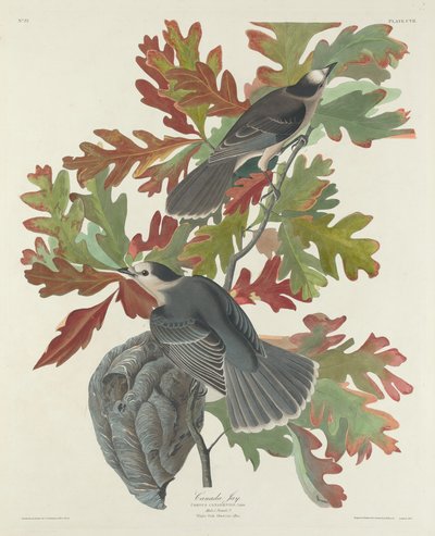 Geai du Canada - Robert Havell after John James Audubon