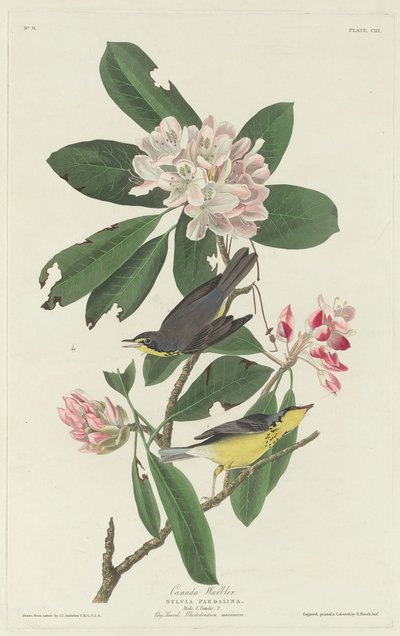 Paruline du Canada - Robert Havell after John James Audubon