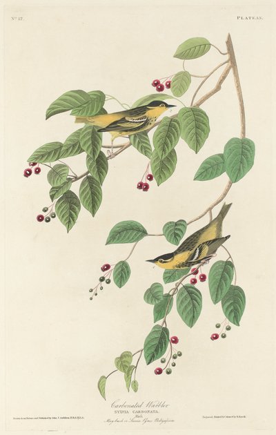 Fauvette carbonisée - Robert Havell after John James Audubon