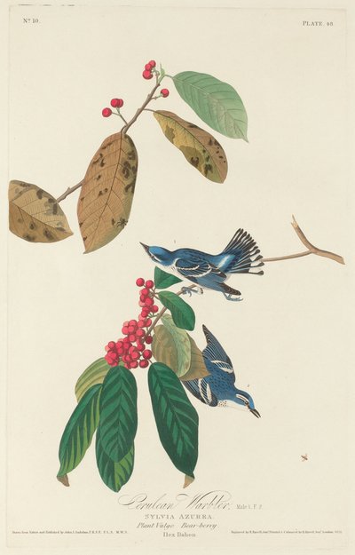 Paruline azurée - Robert Havell after John James Audubon