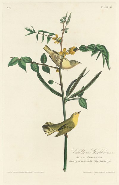 La Fauvette des enfants - Robert Havell after John James Audubon