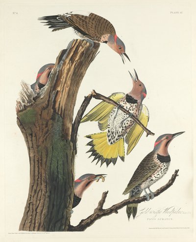 Pic à ailes dorées - Robert Havell after John James Audubon