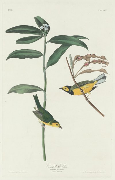 Paruline à capuchon - Robert Havell after John James Audubon