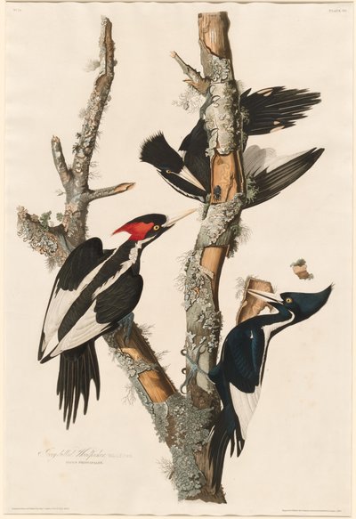 Pic à Bec Ivoire - Robert Havell after John James Audubon