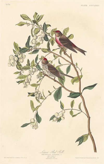 Sizerin flammé - Robert Havell after John James Audubon