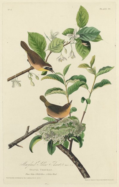 Paruline à Gorge Jaune du Maryland - Robert Havell after John James Audubon