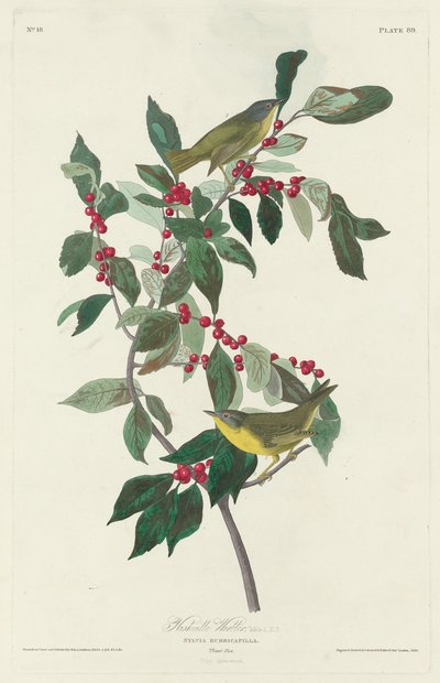 Paruline à joues grises - Robert Havell after John James Audubon