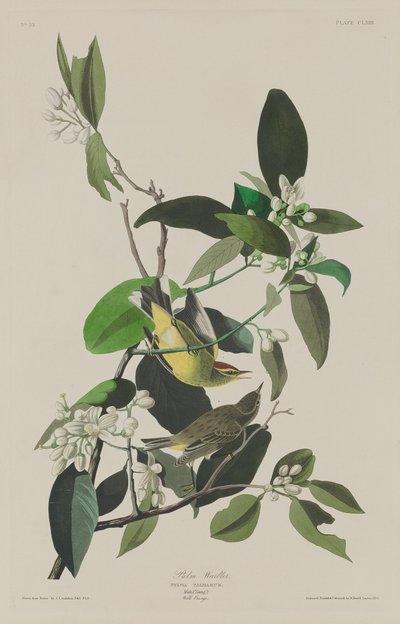 Paruline des palmiers - Robert Havell after John James Audubon