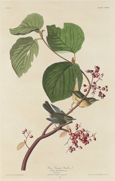 Paruline des marais - Robert Havell after John James Audubon