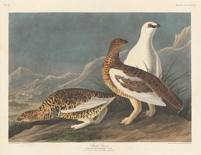 Lagopèdes - Robert Havell after John James Audubon