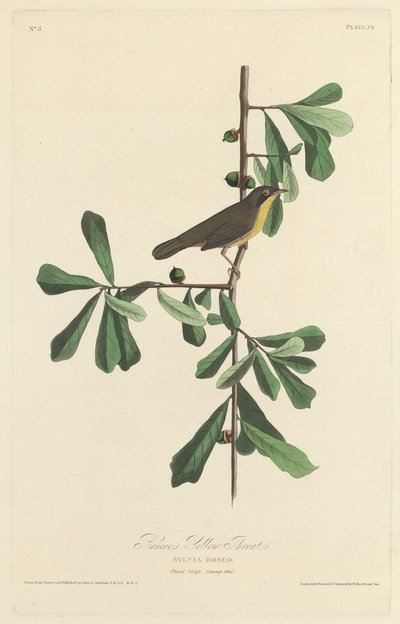 Paruline de Roscoe - Robert Havell after John James Audubon