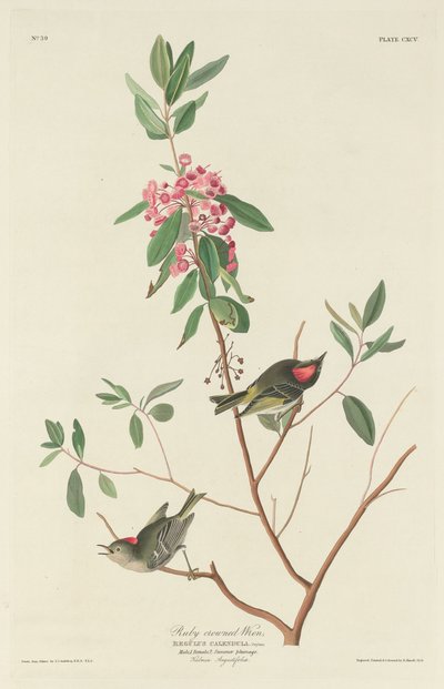 Troglodyte à couronne rubis - Robert Havell after John James Audubon