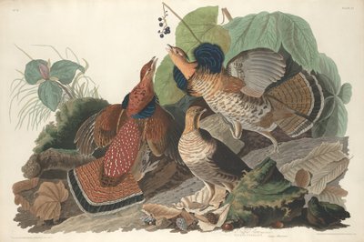 Gélinotte huppée - Robert Havell after John James Audubon