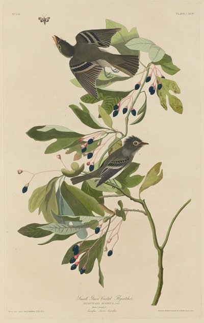 Petit Tyran à crête verte - Robert Havell after John James Audubon