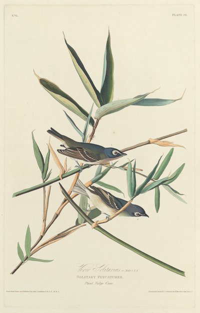 Gobe-mouches solitaire - Robert Havell after John James Audubon