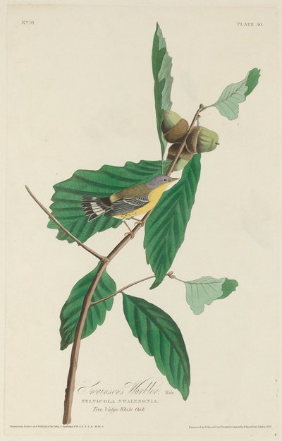 Paruline de Swainson - Robert Havell after John James Audubon