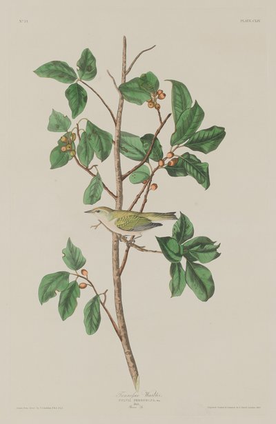 Paruline du Tennessee - Robert Havell after John James Audubon