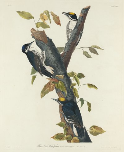 Pic à trois doigts - Robert Havell after John James Audubon