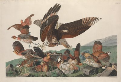 Perdrix de Virginie - Robert Havell after John James Audubon