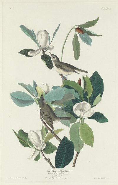 Gobemouche chanteur - Robert Havell after John James Audubon