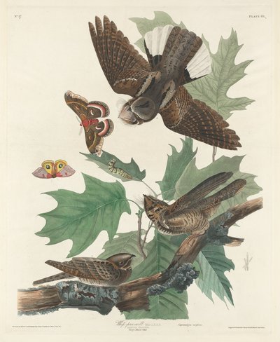 Engoulevent bois-pourri - Robert Havell after John James Audubon