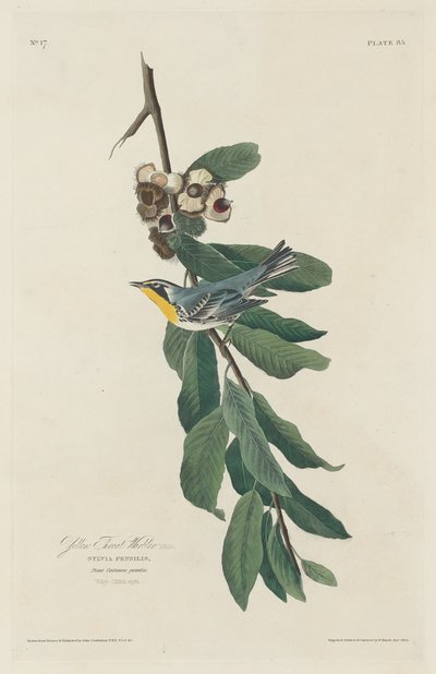 Paruline à gorge jaune - Robert Havell after John James Audubon