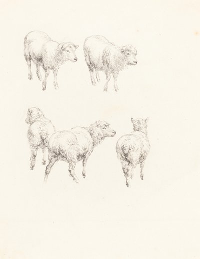 Cinq moutons - Robert Hills