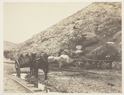 Bétail et charrettes quittant Balaklava, 1855 - Roger Fenton