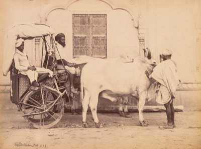 Chariot à bœufs, Delhi - Shepherd and Robertson