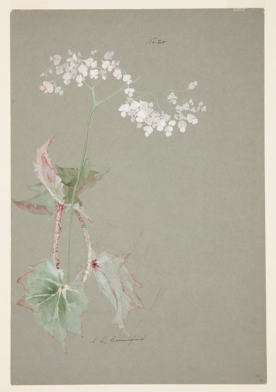 Étude de bégonia rose - Sophia L. Crownfield