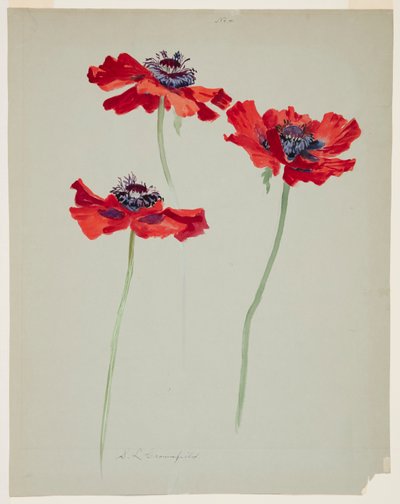 Trois études de coquelicots - Sophia L. Crownfield