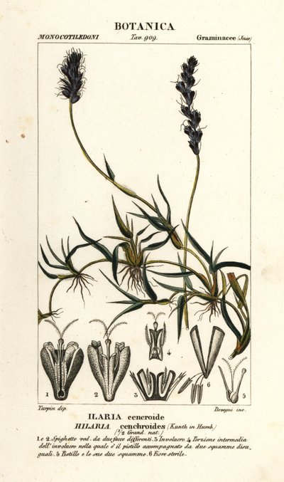 Mésquite bouclée, Hilaria cenchroides - Stanghi Stanghi