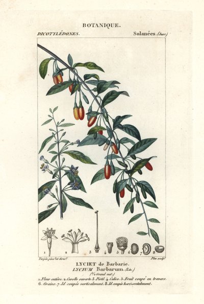 Baie de goji, Lycium barbarum - Stanghi Stanghi