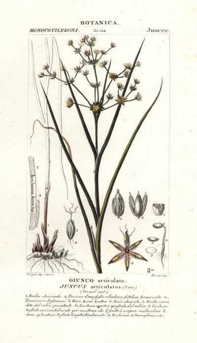 Joncs articulés, Juncus articulatus - Stanghi Stanghi