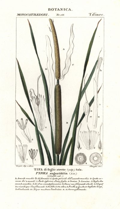 Lesser bulrush, Typha angustifolia - Stanghi Stanghi