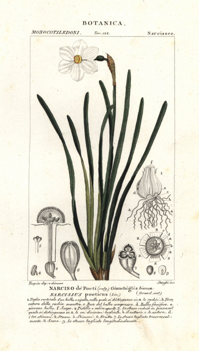 Narcisse des poètes, Narcissus poeticus - Stanghi Stanghi