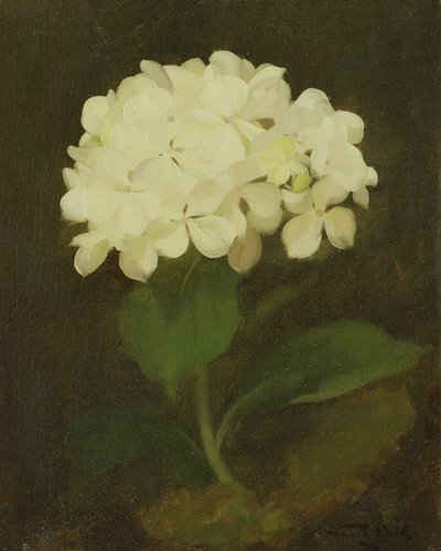 Hortensia blanc - Stuart Park