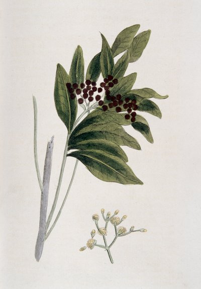 Piment de la Jamaïque, 1823 - Unbekannt