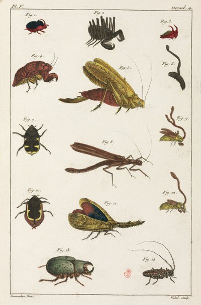 Coléoptères et autres insectes, Amérique du Sud - Unbekannt