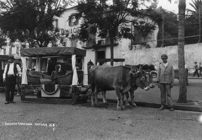 Chariot à bœufs, Madère, Portugal, vers 1920-1930 - Unbekannt