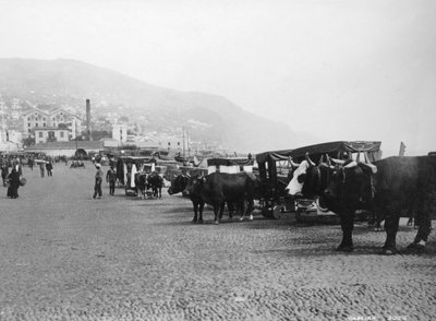 Chariots à bœufs, Madère, Portugal, années 1920-1930 - Unbekannt