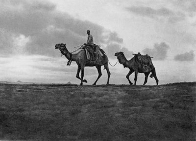 Chameaux dans le désert près du Caire, Égypte, années 1920 - Unbekannt